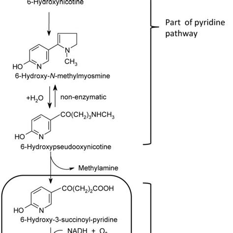 Classification with truncated l1 distance kernel, ieee transactions on neural networks and learning systems, 29(5): Proposed pathway for nicotine degradation by A ...