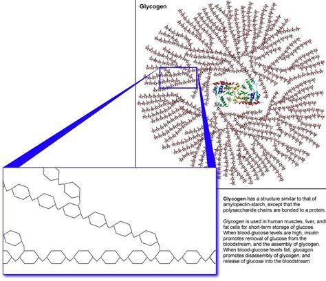 Glycogenesis Definition Pathway Steps And Regulation Updated 2018