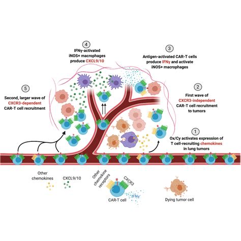 Remodeling The Tumor Microenvironment For Improved Car T Cell Therapy