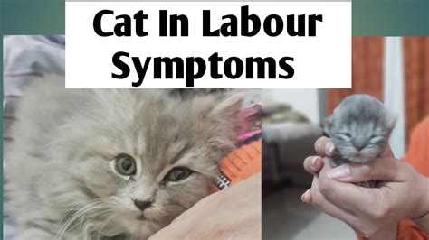 Cat Giving Birth Cat Labour Pain Symptoms Youtube