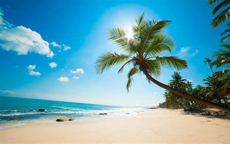 Coconut Tree Wallpapers Wallpaper Cave