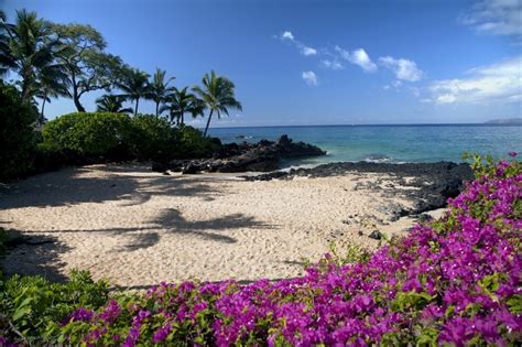 Hawaii Maui Makena Bougainvillea Flowers At Secret Beach