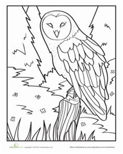 snowy owl coloring  snowy owl coloring