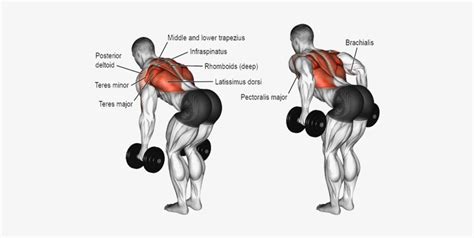 Bent Over Dumbbell Row Muscles Do Dumbbell Rows Work Png Image