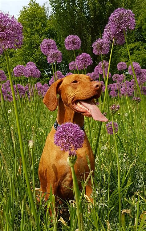 Giardino Sicuro Per Cani Come Renderlo Confortevole Per Il Tuo Cucciolo