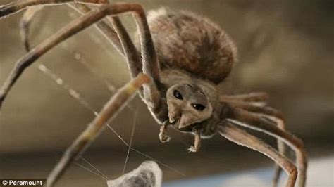 Photographer Heather Arite Captures The Moment A Spider Weaved Lol In