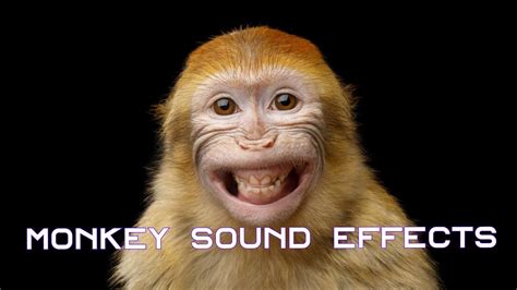 Best Monkey Sound Effects Of 2020 No Copyright Youtube
