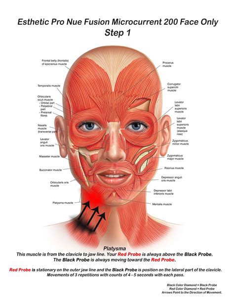 Skin For Life Step 1 When Performing Microcurrent Facial Anatomy Facial Muscles Human