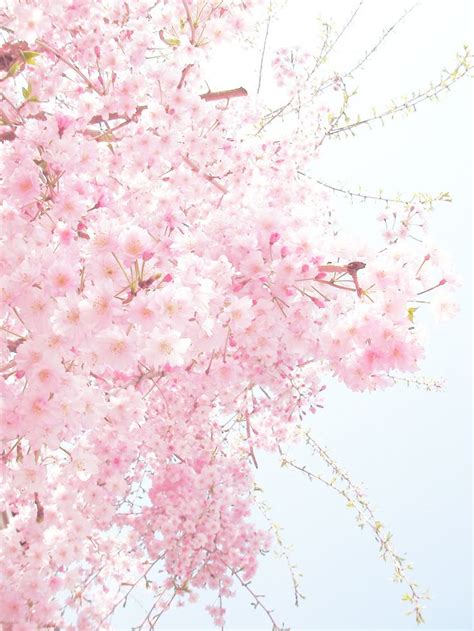 Blippo Kawaii Shop Cherry Blossom Blossom Trees Sakura Cherry Blossom
