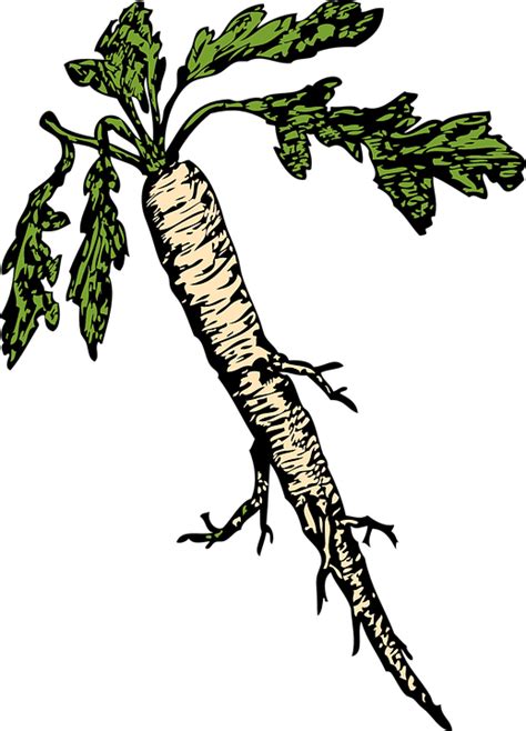 Horseradish Root Vegetable Free Vector Graphic On Pixabay