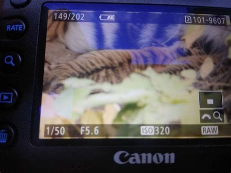 Tigress T84 Arrowhead Gave Birth To Two Cubs In Ranthambore Latest