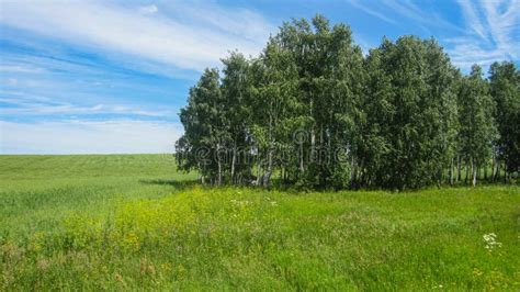 Summer Landscape A Birch Forest Grows On A Green Meadow Stock Image