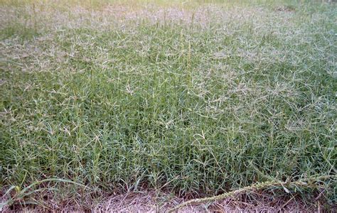 Common Bermuda Grass Seed Ubicaciondepersonascdmxgobmx