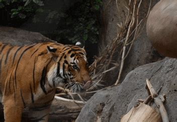 Zoos & aquariums in illinois‎. Big Cats Lol GIF by San Diego Zoo - Find & Share on GIPHY