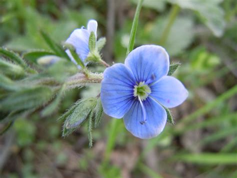 Fileromanian Flora Wild Blue Flower 01