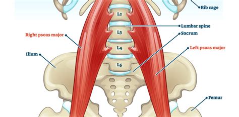 Understanding The Psoas Muscle Of The Soul