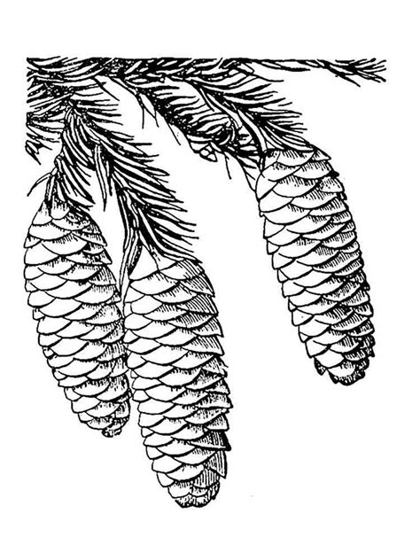 Pine Cone Coloring Pages Download And Print Pine Cone Coloring Pages
