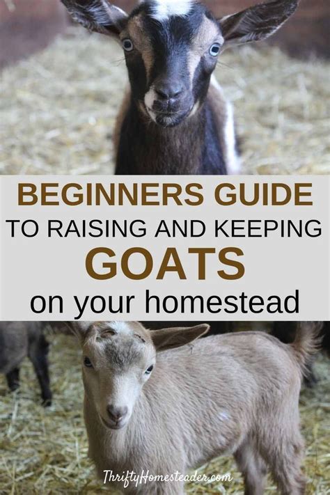 Beginners Guide To Raising Goats Goats Goat Care Keeping Goats