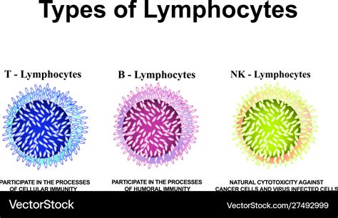 Types Lymphocytes T B Nk Lymphocytes Royalty Free Vector