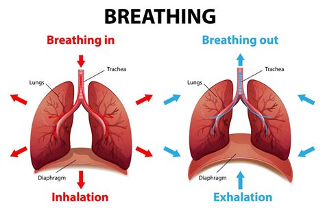 The Process Of Breathing Explained Vector Art At Vecteezy