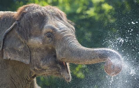World Elephant Day Is August 12 And Here Are 4 Things You Need To Know