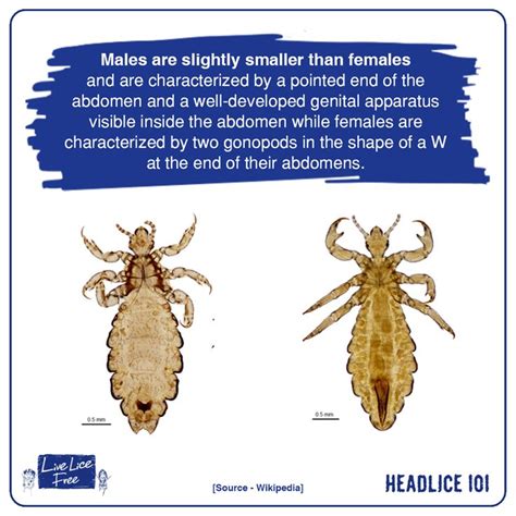 Pin On Head Lice Facts