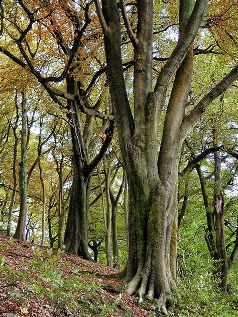 Autumn Beech Trees By Philip Openshaw Tree Beech Tree Beech