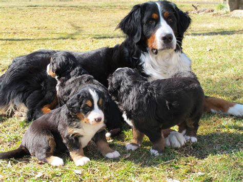 Top 9 Best Bernese Mountain Dog Breeders In Pennsylvania Pa