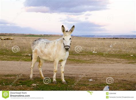 Donkey In A Field In Sunny Day Stock Photo Image Of