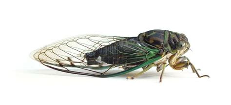 8 Things To Know About Cicadas