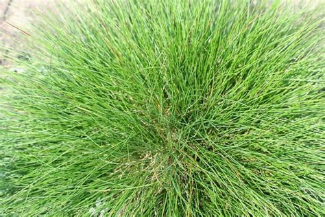 The Best Drought Tolerant Grasses For Homeowners Drought Tolerant