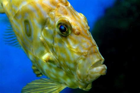 Free Images Underwater Green Yellow Close Up Aquarium Animales