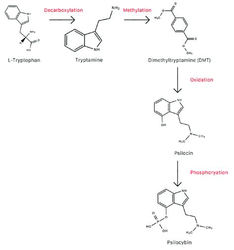 Conversion Of L Tryptophan To Psilocybin Download Scientific Diagram