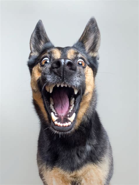 Incredibly Expressive Dog Portraits By Elke Vogelsang