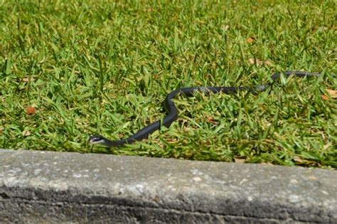 So Are Black Racer Snakes Poisonous Survival Sullivan