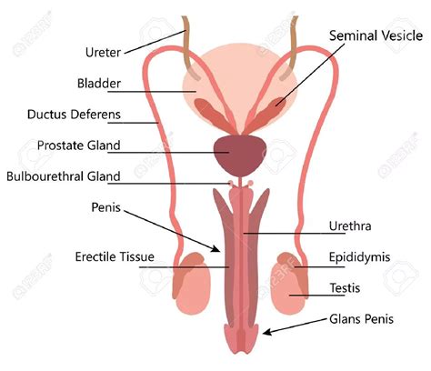 Male Reproductive System Parts And Functions Proguide