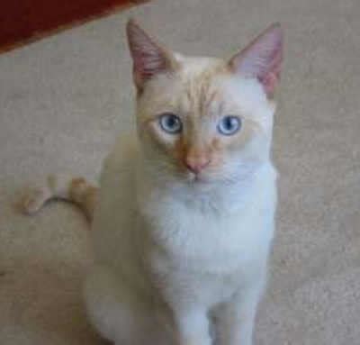 He is a smidge timid at first meeting; The Flame Point Siamese Cat