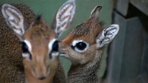 Adorable Baby Antelope Born In Spain Zoo During Lockdown Viraltab