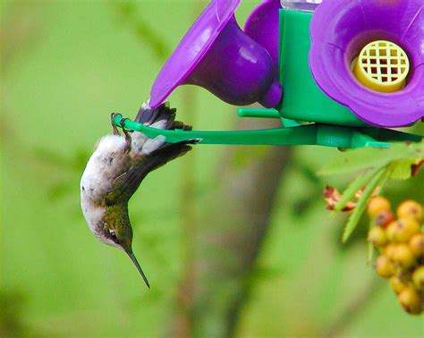 Hummingbirds Texas Freeze Animal Care