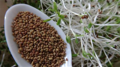 How To Grow Alfalfa Sprouts Cheap Easy Method Youtube