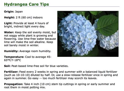Fancy Flowers Hydrangea Indoor Care Nature Whisper