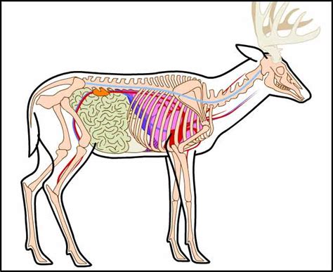 Deer Anatomy Eat Sleep Hunt Elk