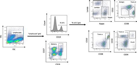 Flow Cytometry Gating Strategy Used To Quantify Proportions Of B Cells
