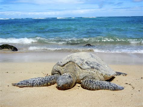 Sea Turtle Laniakea Beach Haleiwa Hi Smithsonian Photo Contest