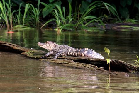 Alligator Swamp Bayou · Free Photo On Pixabay