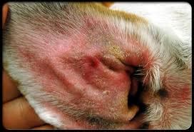 Face, eyes, nose, feet) or are having difficulty standing up this could be a sudden, severe allergic reaction to something (anaphylaxis). Treating Ear Problems in Dogs, Cats, and Other Pets