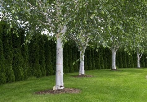 6 Trees With White Bark For A Beautiful Landscape All Year Long