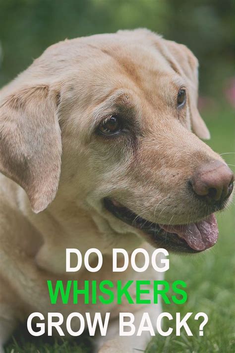 Dogs Whiskers Are A Specialised Kind Of Fur And Just Like Fur They Do