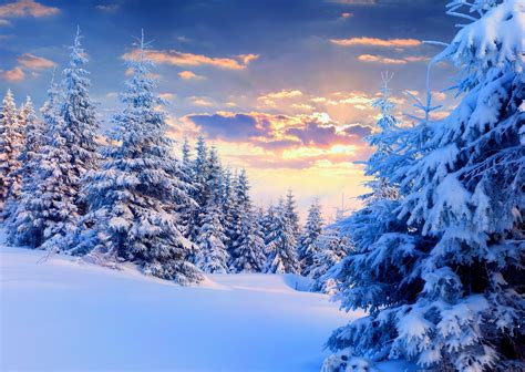 Nature Landscape Snow Winter Forest Trees Sunset Pine Trees Wallpaper And Background