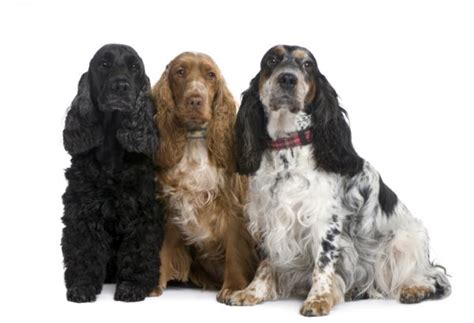 Esta guia de razas pequeñas puede servirte de mucha ayuda para que la elección de un perro que te acompañe sea mucho más sencilla, aquí tienes algunas recomendaciones interesantes para que ekegir uno sea un acierto. Perros para tener en un piso pequeño